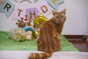 猫のラテくん3歳