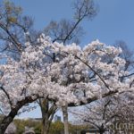 大阪城お花見