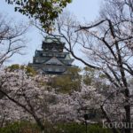 大阪城お花見