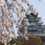 大阪城お花見