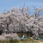 大阪城お花見