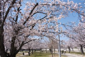 さくら広場