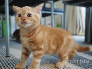 猫のラテくん0歳