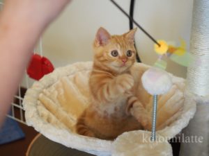 猫のラテくん0歳