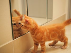 猫のラテくん0歳