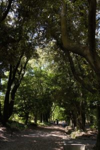 大阪公立大学附属植物園