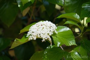 大阪公立大学附属植物園