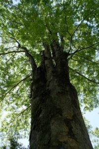 大阪公立大学附属植物園