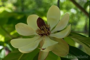 大阪公立大学附属植物園