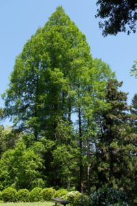 大阪公立大学附属植物園