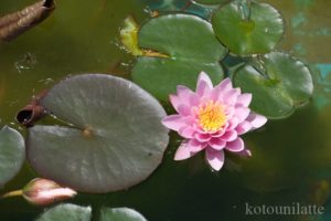 大阪公立大学附属植物園