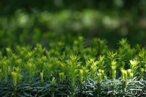 大阪公立大学附属植物園