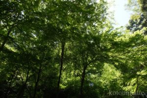 大阪公立大学附属植物園