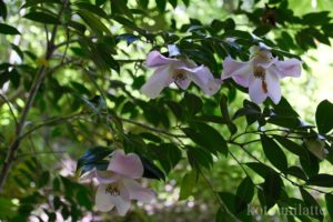大阪公立大学附属植物園