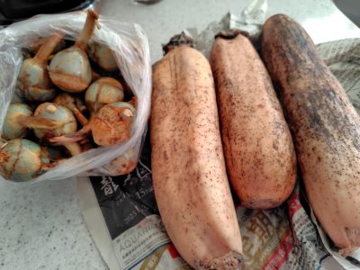 門真のくわいとれんこん