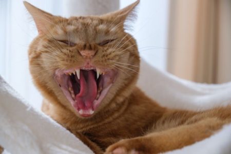 あくびをするラテ君