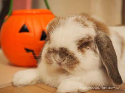 2019年10月のモコ