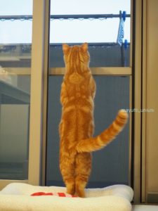 1歳2ヶ月のラテ