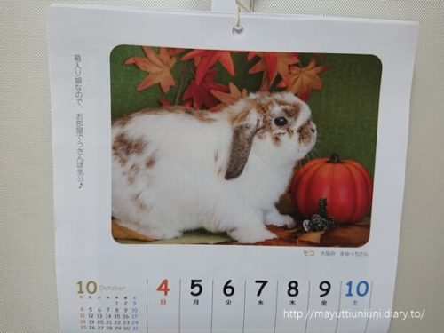 うさぎと暮らす週めくりカレンダーとモコ