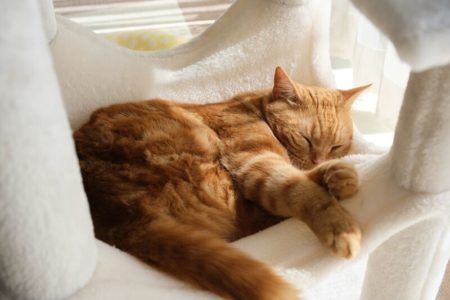 ハンモックですやすや