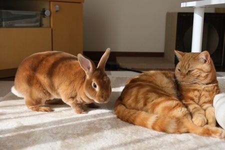 仲良くひにゃたぼっこ