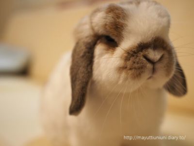 元気になったモコ