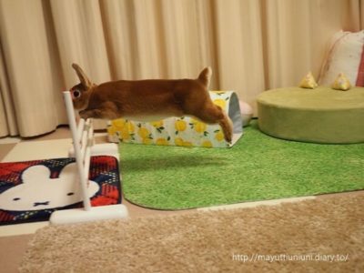 うに君のラビットホッピング