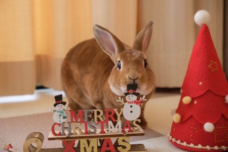 クリスマス＆うに