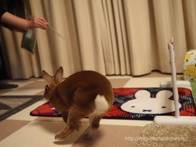 飛ばない時もあります