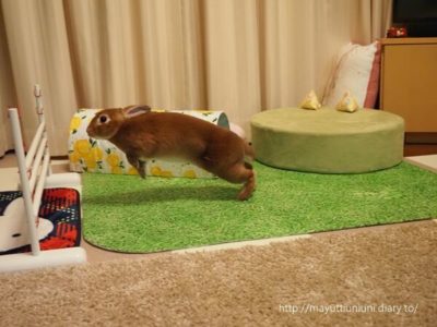 うに君のラビットホッピング