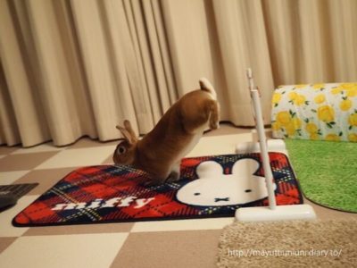 うに君のラビットホッピング