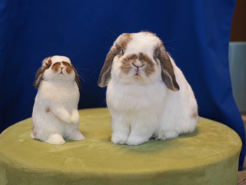 羊毛フエルト「モココ」とモコ