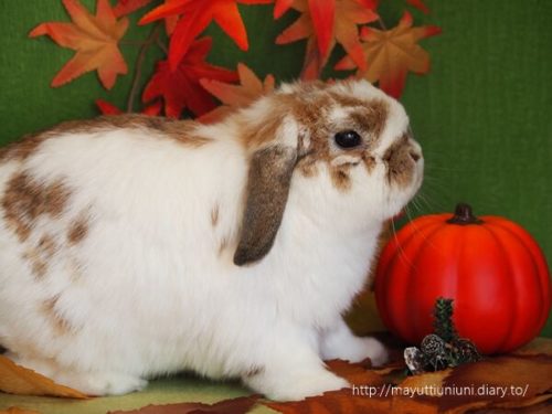 うさぎと暮らす週めくりカレンダーとモコ