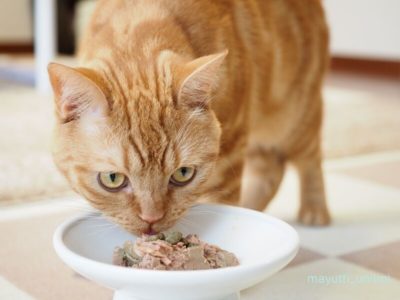 1歳2ヶ月のラテお祝い