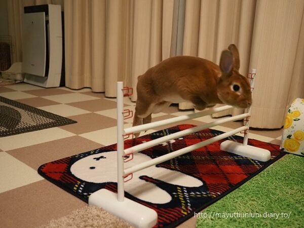 うにのラビットホッピング