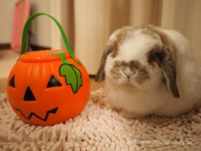 2019年10月のモコ