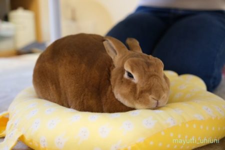 新ココヤムクッションで寝るうに