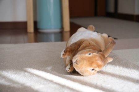 コテンっと転がるうに君