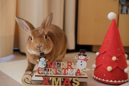 クリスマス＆うに