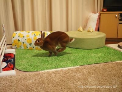 うに君のラビットホッピング