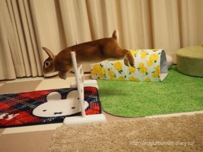 うに君のラビットホッピング