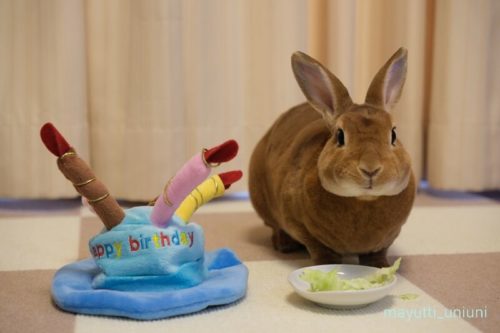 お誕生日おめでとう、うに