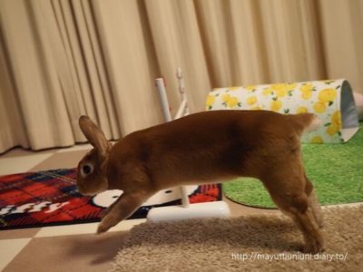 飛ばない時もあります