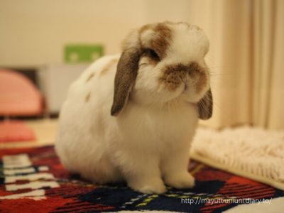 元気になったモコ