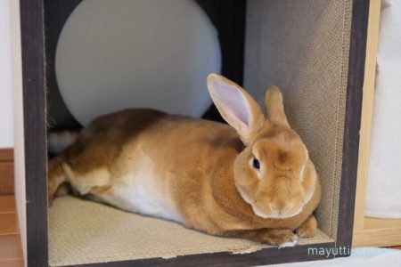 爪とぎボックスでくつろぐうに