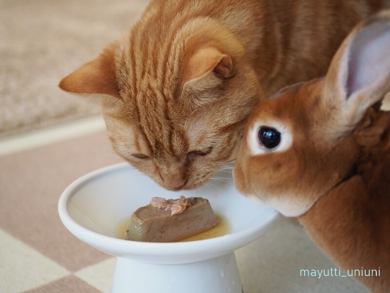 1歳2ヶ月のラテお祝い