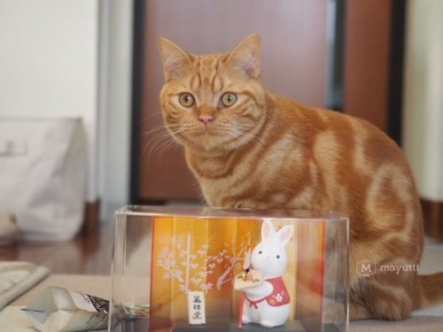 寅年から卯年へ