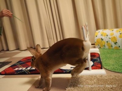 飛ばない時もあります