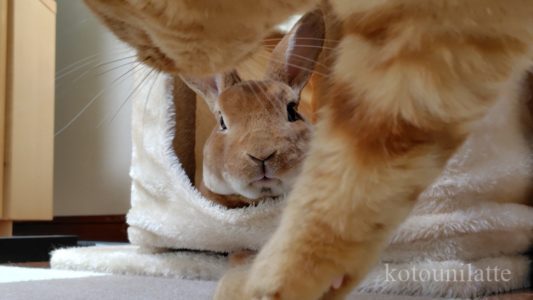 キャットタワーうにとラテ