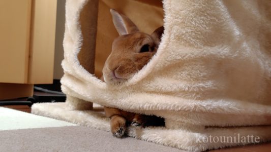 キャットタワーあご乗せうに